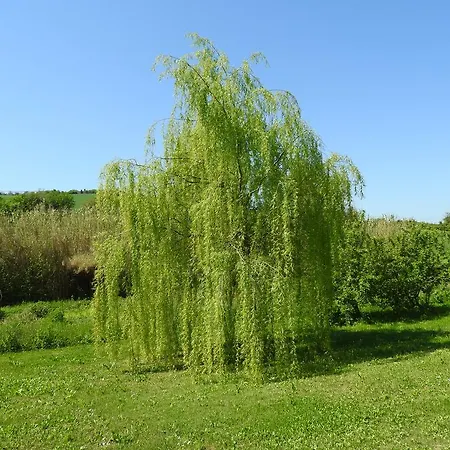 Oda ve Kahvaltı Casa Sorgente 4*