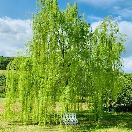 Casa Sorgente Oda ve Kahvaltı 4*